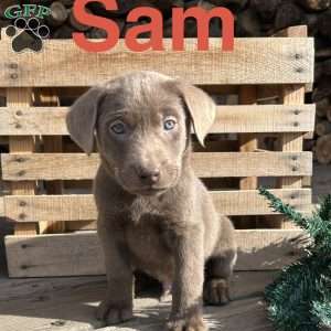 Sam, Silver Labrador Retriever Puppy